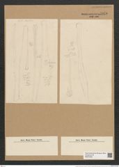 Licmophora remulus Grun. (de-Toni-Nr.: Genus 86, Species 2954) Zeichnungen Sammlung Grunow Nr. 5970 (NHMW-BOT-W0374456)